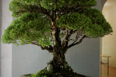 36 Melaleuca stypheliodes, prickly paperbark