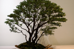 40 Leptospermum laevigatum, coastal tea tree