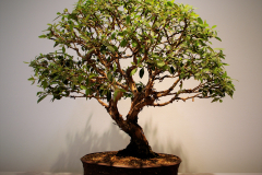48 Lophostemon suavolens, swamp mahogany