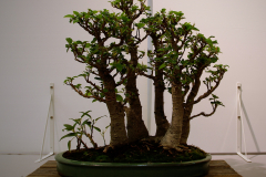 49 Ficus macrophylla, Moreton Bay fig