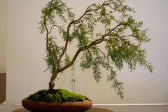 5 Lagarostrobos franklinii, Huon pine