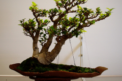 50 Ficus Macrophylla, Moreton Bay fig