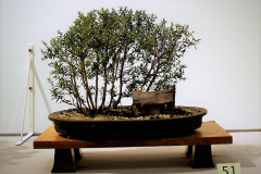 51 Leptospermum Scoparium