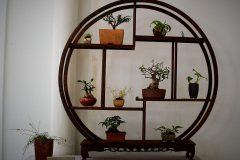 57 Group display of mini bonsai