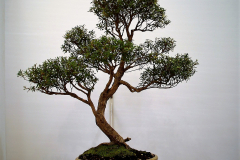 6 Kunzea ericoides, burgan