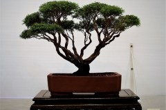 1 Baeckia virgata