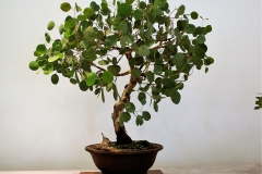 10 Eucalyptus polyanthemos, red box