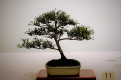 11 Melaleuca stypheliodes, prickly paperbark