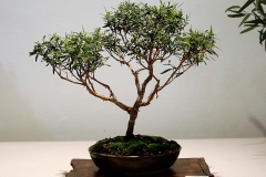 12 Leptospermum petersonii, lemon scented tea tree