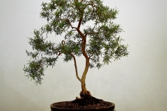 13 Leptospermum madidum var. sativum, weeping tea tree