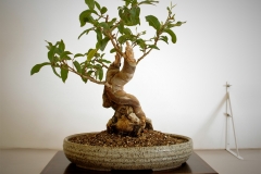 17 Corymbia citrodora, lemon scented gum tree