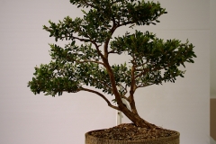 19 Leptospermum laevigatum