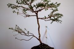 20 Leptospermum scoparium, Manuka myrtle