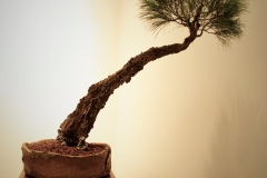 21 Casuarina littoralis, black sheoak