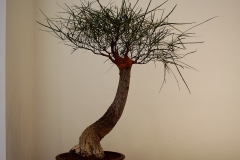 23 Brachychiton rupestris, Queensland bottle tree