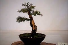 24 Kunzea ericoides, burgan