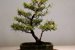 25 Leptospermum petersonii, lemon scented tea tree