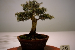 26 Melaleuca styphelioides, prickly paperbark
