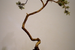 27 Kunzea ambigua, white kunzea