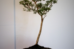 29 Kunzea parvifolia, violet kunzea