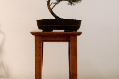 30 Kunzea parvifolia, violet kunzea