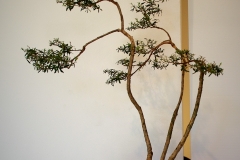 32 Melaleuca ericafolia, swamp paperbark
