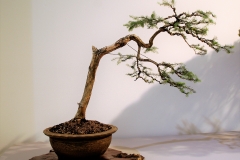 33 Melaleuca ericafolia, swamp paperbark
