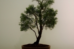 34 Callitris glaucophylla, white cyprus pine
