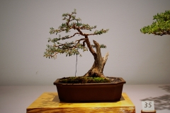 35 Kunzea ericoides burgan