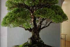 36 Melaleuca stypheliodes, prickly paperbark