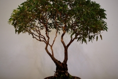 37 Eucalyptus melliodora, yellow box