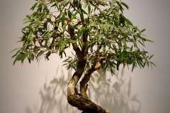 38 Eucalyptus camaldulensis, red gum