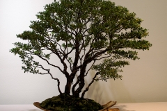 40 Leptospermum laevigatum, coastal tea tree