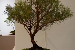46 Eucalyptus nicholii, narrow leaved black peppermint
