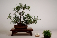 47 Callistemon speciosus, Albany bottlebrush