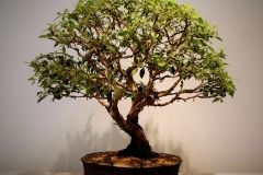 48 Lophostemon suavolens, swamp mahogany