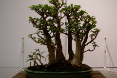 49 Ficus macrophylla, Moreton Bay fig