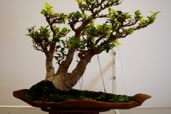 50 Ficus Macrophylla, Moreton Bay fig