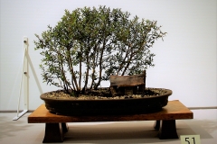 51 Leptospermum Scoparium