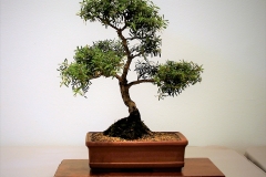 53 Leptospermum sp. tea tree