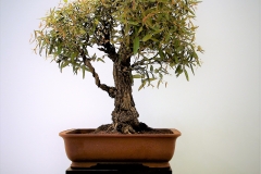 54 Angophera floribunda, rough barked apple