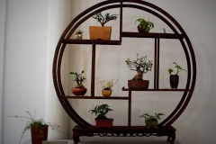 57 Group display of mini bonsai
