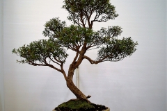 6 Kunzea ericoides, burgan