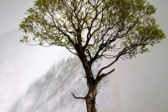7 Melaleuca stypheliodes, prickly paperbark