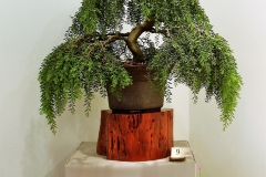 9 Acacia howittii, sticky wattle