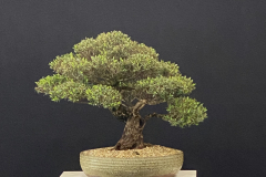 2 Leptospermum lanigerum, Woolly tea tree