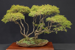 12 Sannantha virgata, Heath myrtle