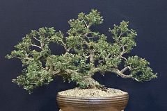 13 Leptospermum "Mesmer Eyes", Tea tree