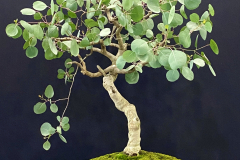 15 Eucalyptus polyanthemos, Red box