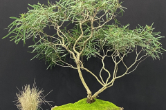 16 Eucalyptus viridis, Green mallee